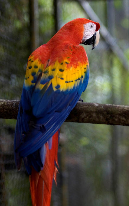 Avian Beauty, colourful plumage of a scarlet macaw seen in Belize